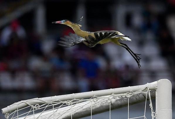 Fotos do segundo tempo de Zamora x Atltico, em Barinas, pela Copa Libertadores