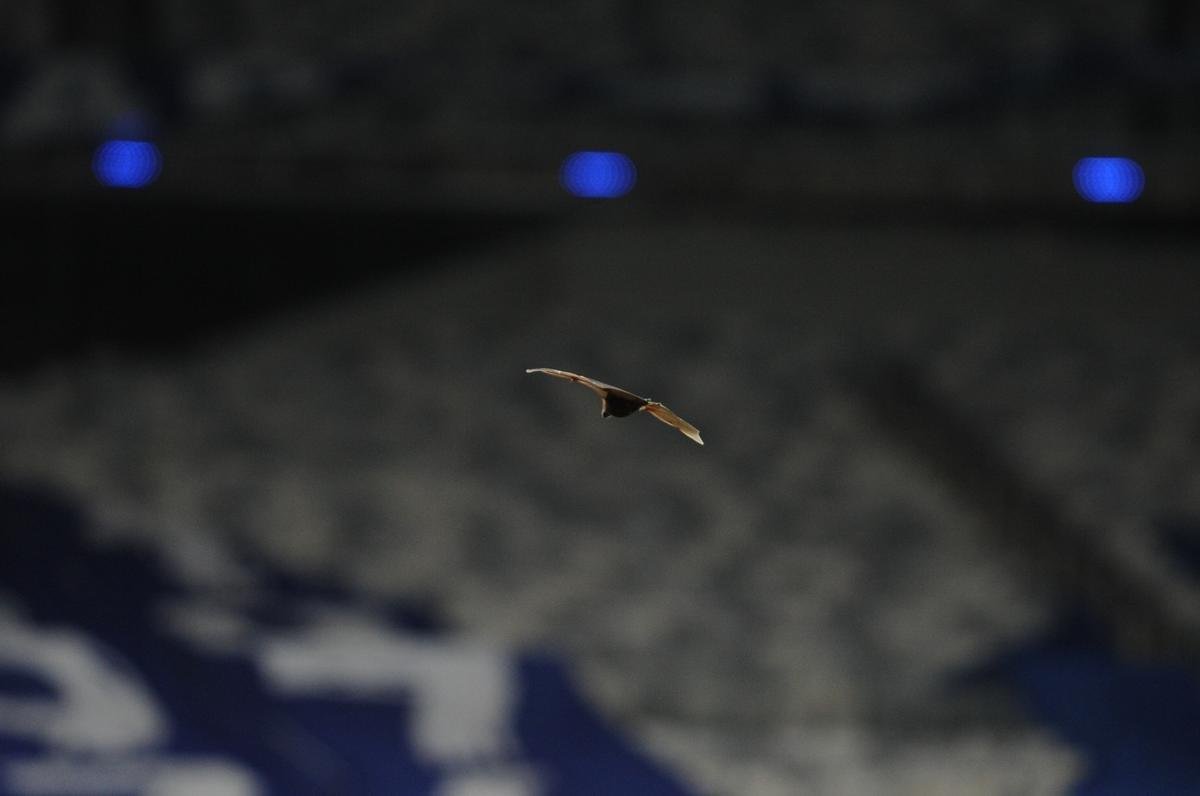 Fotos do jogo entre Cruzeiro e Brasil de Pelotas-RS, no Mineiro, em Belo Horizonte, pela 26 rodada da Srie B do Campeonato Brasileiro (5/12/2020)