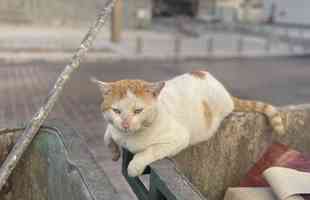 Geralmente dceis e tranquilos, gatos so comuns pelas ruas de Doha, no Catar