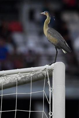 Fotos do segundo tempo de Zamora x Atltico, em Barinas, pela Copa Libertadores