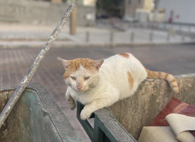 Geralmente dceis e tranquilos, gatos so comuns pelas ruas de Doha, no Catar