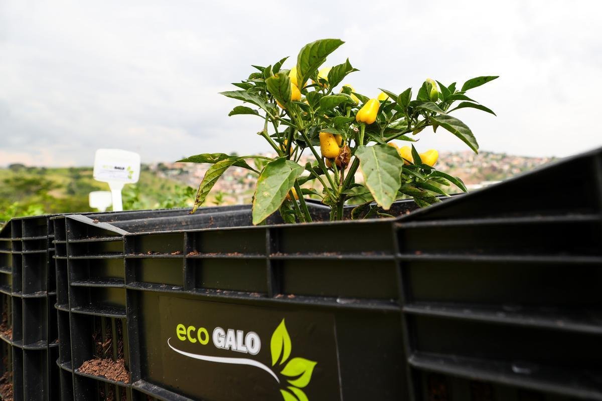 Atltico lanou, nesta quarta-feira, o projeto EcoGalo