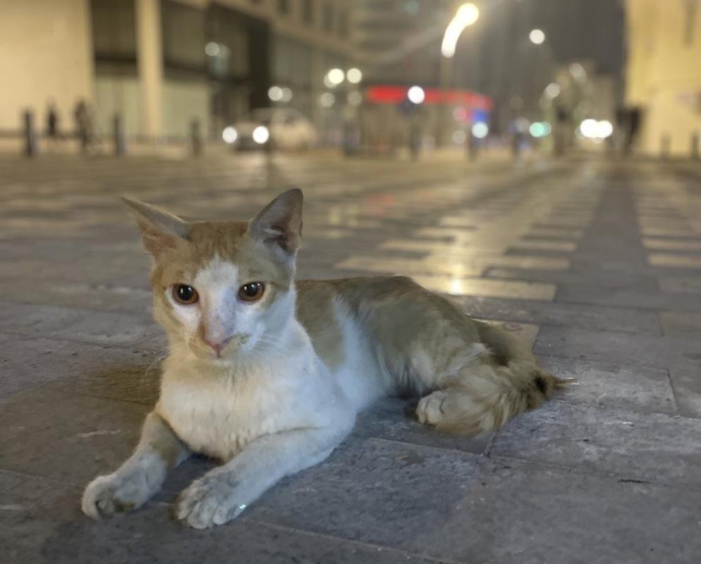 Geralmente dceis e tranquilos, gatos so comuns pelas ruas de Doha, no Catar