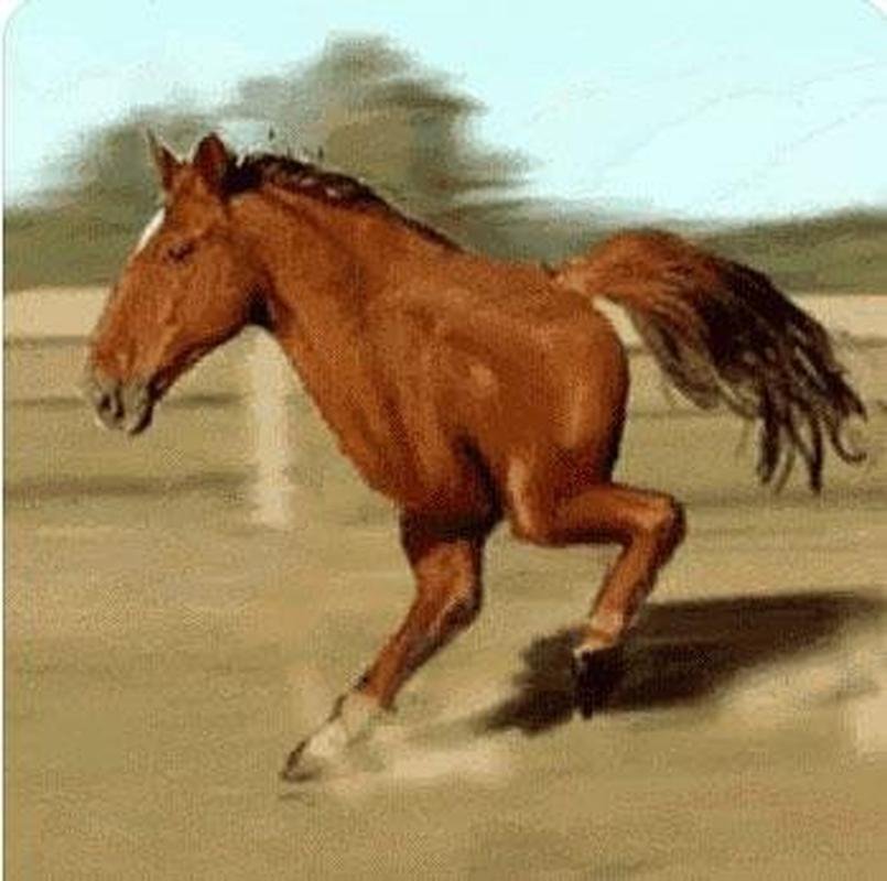 Atltico perde para o Cear no Brasileiro e vira alvo de zoeiras