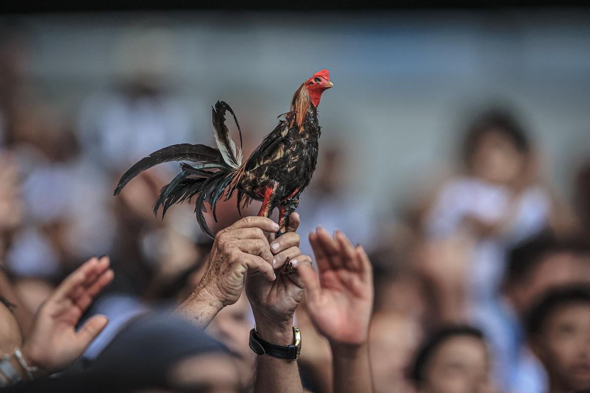 Fotos da torcida do Atltico na partida contra o Fluminense, no Mineiro, em Belo Horizonte, pela 29 rodada do Brasileiro