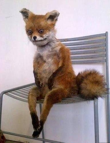 Mudança na identidade visual das mascotes Raposão e Raposinho geram brincadeiras nas redes sociais