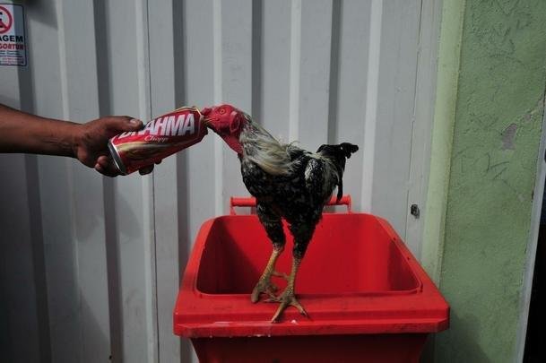 Atltico e Cruzeiro fazem duelo, neste domingo, no Independncia