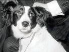 Conhea Pickles, o cachorro que encontrou a taa da Copa do Mundo