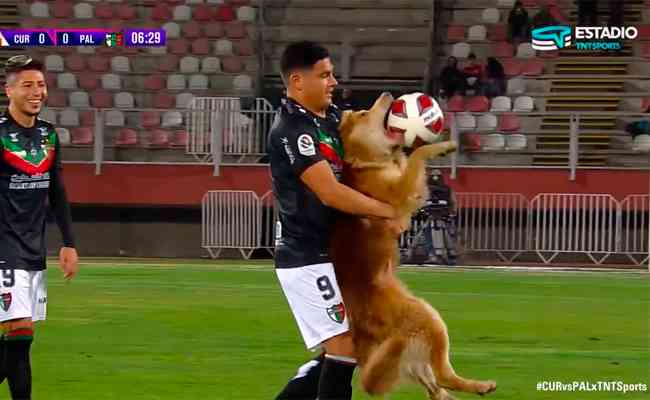 Cachorro invadiu partida do Campeonato Chileno