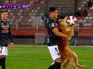 Cachorro invade jogo, persegue a bola e  carregado por jogador; assista