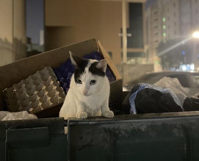 Geralmente dceis e tranquilos, gatos so comuns pelas ruas de Doha, no Catar
