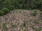Atltico: Arena MRV inicia plantio de 4.600 rvores em parques de BH