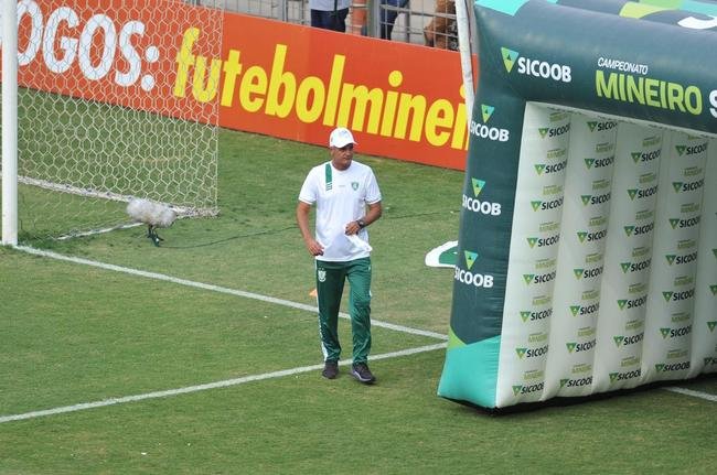Reaes dos tcnicos Lisca, do Amrica, e Cuca, do Atltico, no primeiro jogo da final do Campeonato Mineiro, no Independncia, em BH