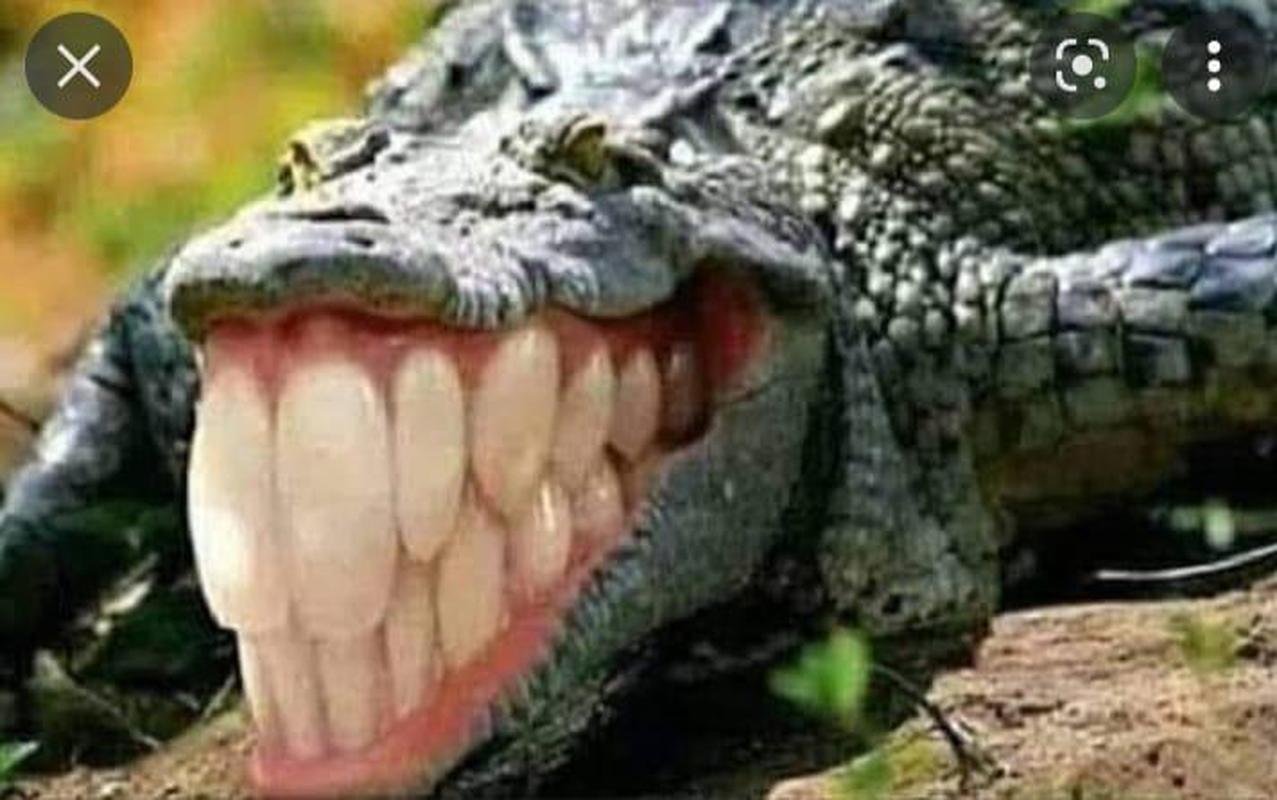 Derrota do Cruzeiro para o Bahia, por 2 a 0, na abertura da Srie B, gerou muitos memes nas redes sociais. Vitor Jacar marcou os dois gols do Tricolor