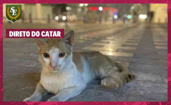 Doha  uma atrao  parte para 'gateiros' e 'gateiras', j que cidade conta com grande populao de gatos