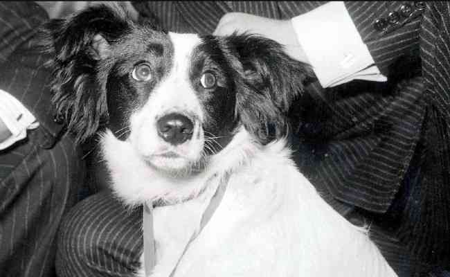 Conhea Pickles, o cachorro que encontrou a taa da Copa do Mundo