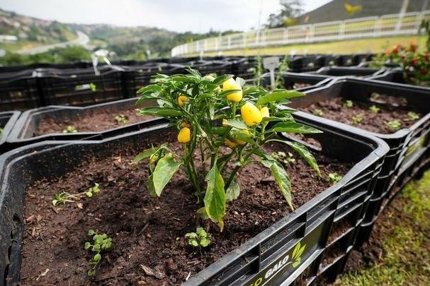 Atlético lançou, nesta quarta-feira, o projeto EcoGalo