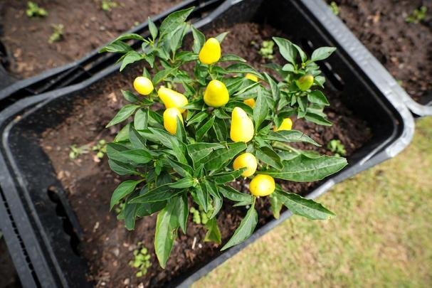 Atlético lançou, nesta quarta-feira, o projeto EcoGalo