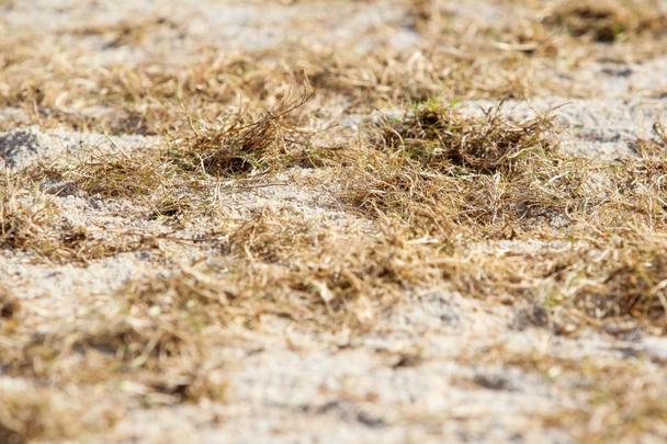 Enquanto aguarda a definição de quem será o treinador para iniciar montagem do elenco, Santa Cruz investe na reforma do gramado de seu estádio para receber as partidas da temporada 2020