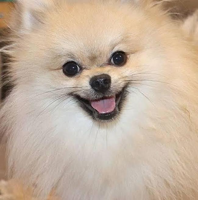 Mudana na identidade visual das mascotes Raposo e Raposinho geram brincadeiras nas redes sociais