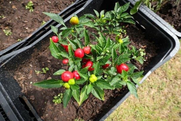 Atlético lançou, nesta quarta-feira, o projeto EcoGalo