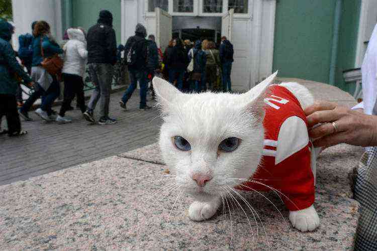 Colírio: veja nossa seleção nacional dos gatos olímpicos