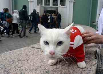 Felino conta com um grande trunfo ao seu favor: é surdo