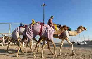  Corrida de camelos  esporte tradicional no Catar, pas que sedia a Copa do Mundo de futebol