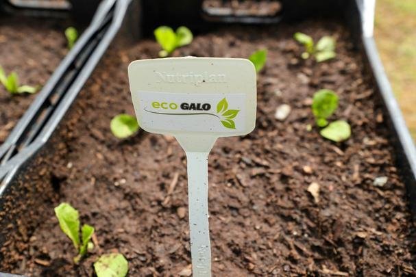 Atlético lançou, nesta quarta-feira, o projeto EcoGalo