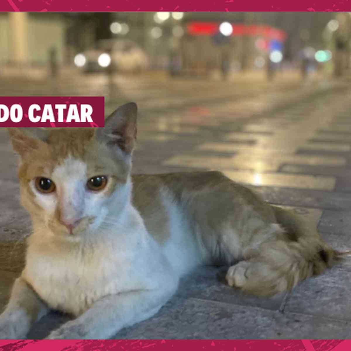 JOGO PARA GATOS - Entretenimento Para Gato! (Vídeo Para Gatos) 