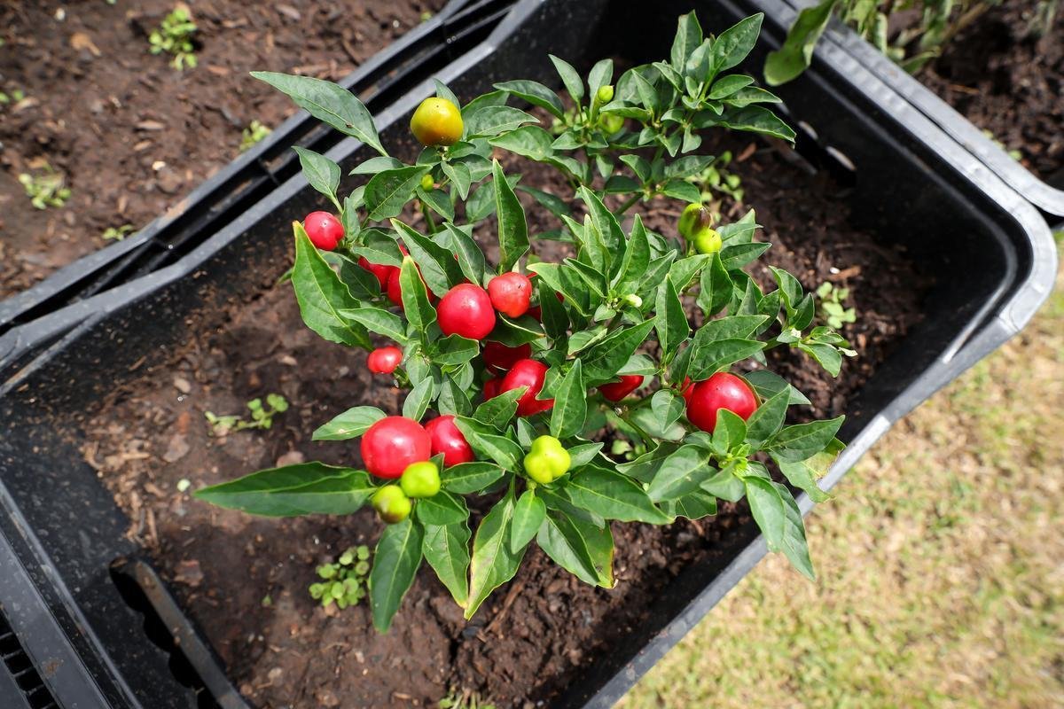 Atltico lanou, nesta quarta-feira, o projeto EcoGalo