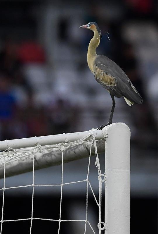 Fotos do segundo tempo de Zamora x Atltico, em Barinas, pela Copa Libertadores