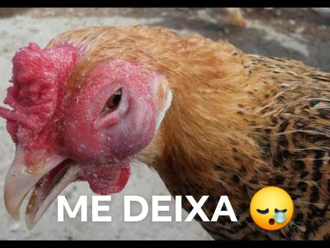 Atltico perde para o Cear no Brasileiro e vira alvo de zoeiras