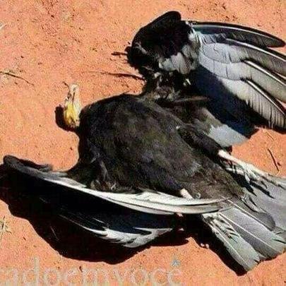 Cruzeirenses pegam no pé de flamenguistas e atleticanos após penta da Copa do Brasil