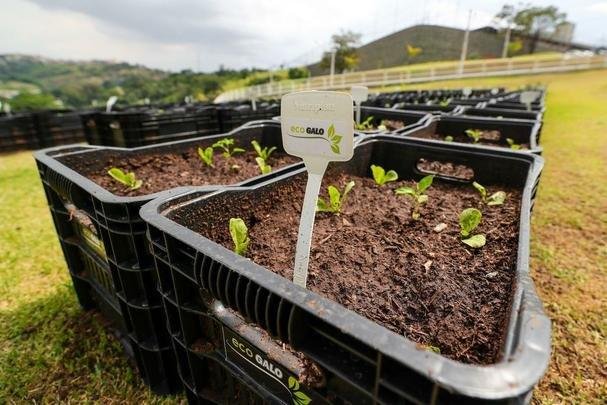 Atlético lançou, nesta quarta-feira, o projeto EcoGalo