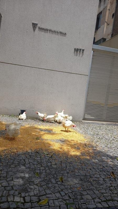 Torcedores levaram galinhas e milho para a porta da FMF