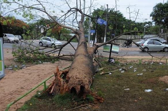 rvores foram derrubadas pelos marginais e seus galhos viraram armas durante a pancadaria