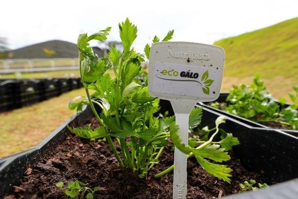 Atlético lançou, nesta quarta-feira, o projeto EcoGalo
