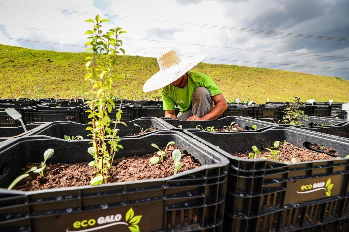 Atltico lanou, nesta quarta-feira, o projeto EcoGalo