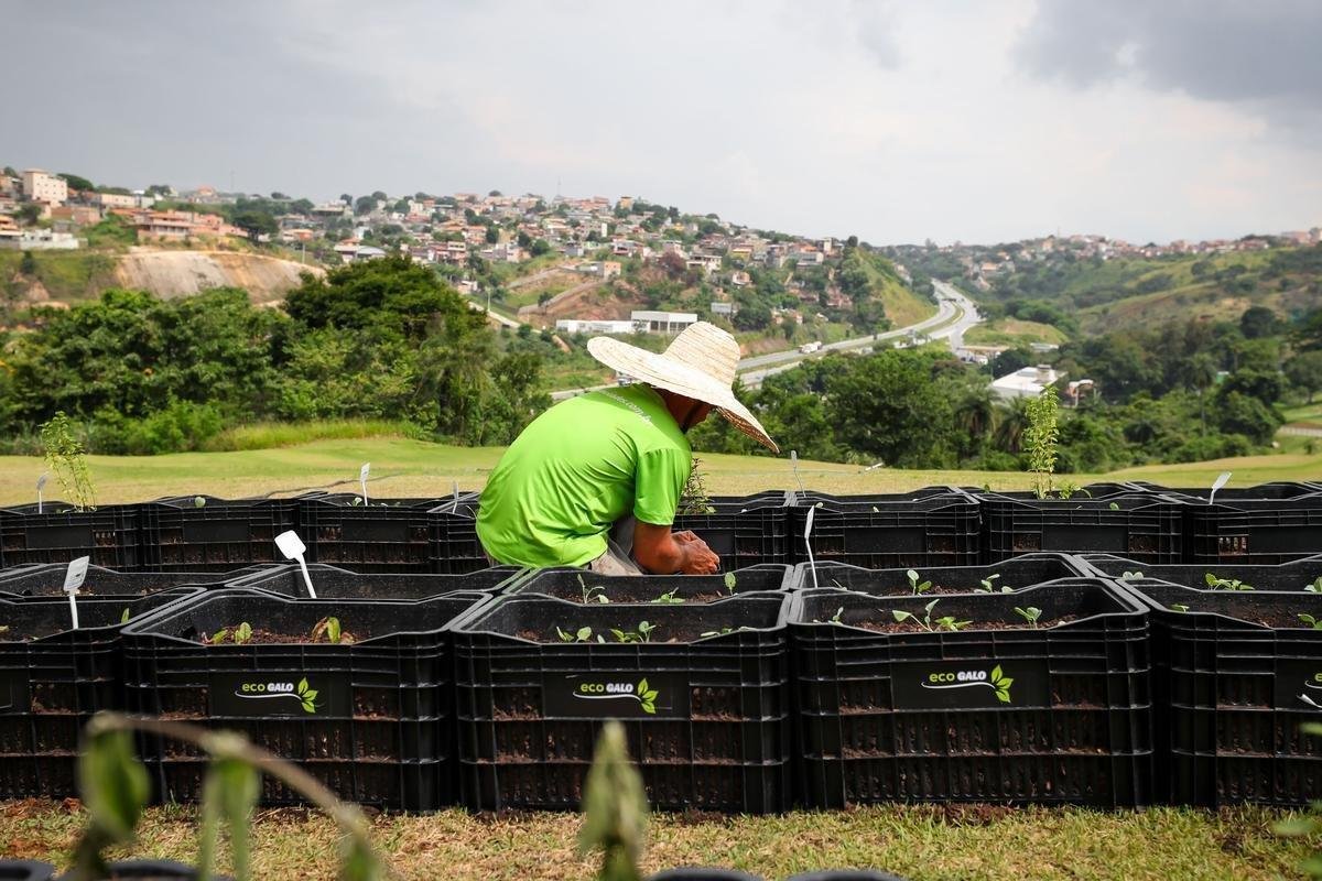 Atltico lanou, nesta quarta-feira, o projeto EcoGalo