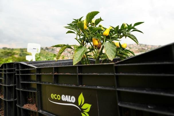 Atlético lançou, nesta quarta-feira, o projeto EcoGalo