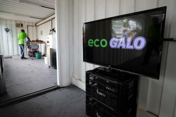 Atlético lançou, nesta quarta-feira, o projeto EcoGalo