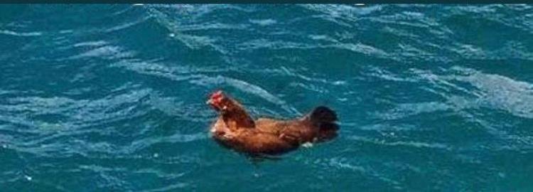 Memes da eliminação do Atlético na Copa do Brasil para o modesto Afogados, de Pernambuco. Galo empatou por 2 a 2 no tempo normal e foi superado por 7 a 6 nos pênaltis