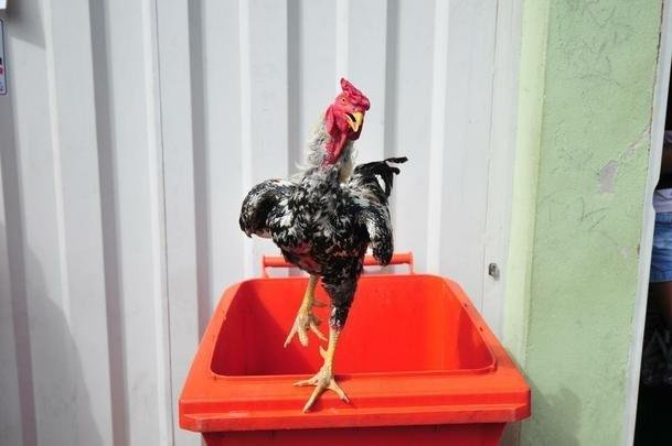 Atltico e Cruzeiro fazem duelo, neste domingo, no Independncia