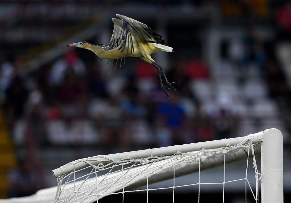 Fotos do segundo tempo de Zamora x Atltico, em Barinas, pela Copa Libertadores