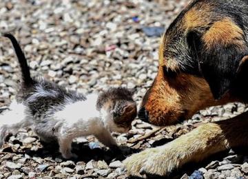 Autoridades asseguraram que animais eram bem cuidados, mas ação é questionada pelas ONGs que denunciaram retirada dos bichinhos das ruas 
 