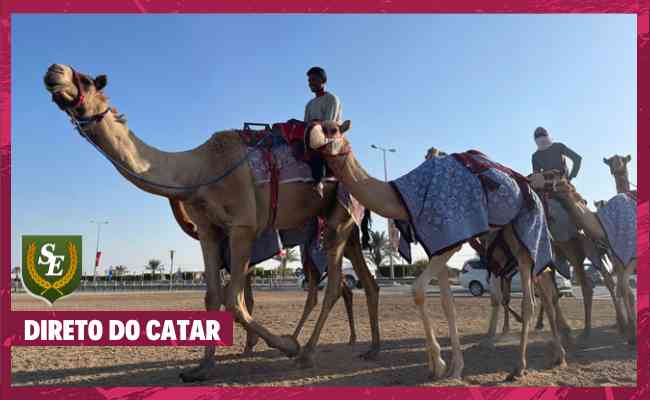 Corrida de camelos � esporte tradicional no Catar, pa�s que sedia a Copa do Mundo de futebol