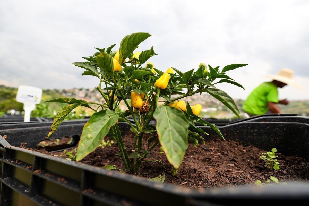 Atltico lanou, nesta quarta-feira, o projeto EcoGalo