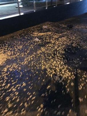 Imagens do protesto da torcida do Atltico na sede de Lourdes