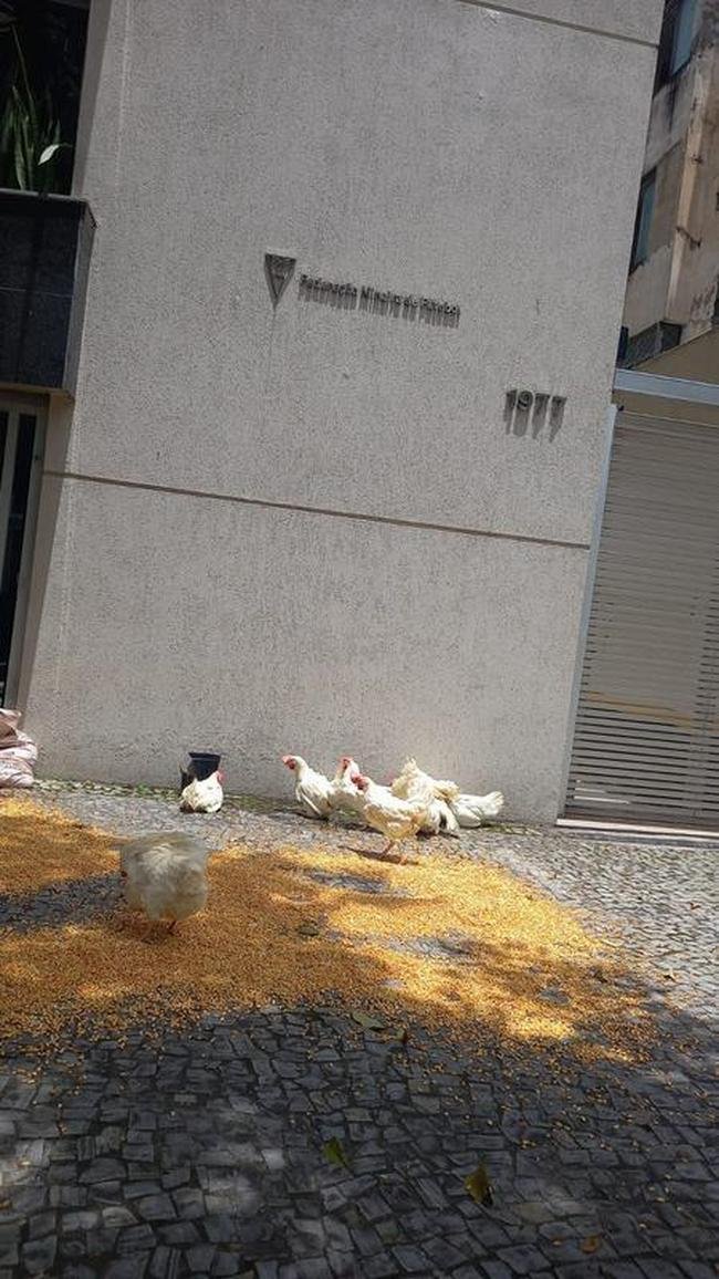 Torcedores levaram galinhas e milho para a porta da FMF